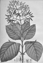 Cinchona Purpurea [Cote : 24]