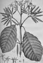 Cinchona Magnifolia [Cote : 24]