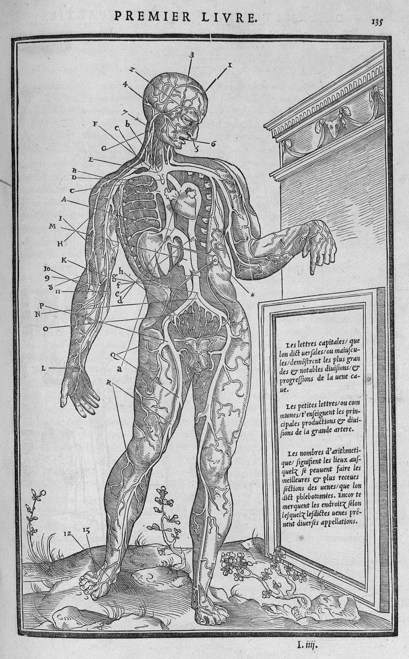 La dissection des parties du corps humain divisee en trois livres, faictz par Charles Estienne, doct [...] -  - med02075x0151