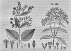 Illustrations de Cinchona jaune et rouge dans l’Histoire naturelle des drogues simples (1849-1851) [Cote BIUP : 11498]