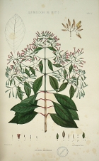 Cinchona Lancifolia [Cote BIUP : 12]