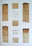 Structures d'écorces de quinquina (Howard, 1862) [Cote : 14]