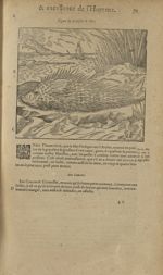 Figure du herisson de mer - Les Oeuvres d'Ambroise Paré,...divisees en trente livres. Avec les figur [...]
