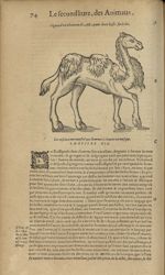 Figure d'un chameau d'Asie, ayant deux bosses sur le dos - Les Oeuvres d'Ambroise Paré,...divisees e [...]