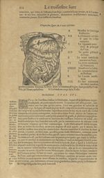 Cinquiesme figure du ventre inferieur - Les Oeuvres d'Ambroise Paré,...divisees en trente livres. Av [...]