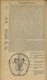 Quatriesme figure du cerueau - Les Oeuvres d'Ambroise Paré,...divisees en trente livres. Avec les fi [...]