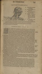 Figure des muscles de la maschoire inferieure - Les Oeuvres d'Ambroise Paré,...divisees en trente li [...]