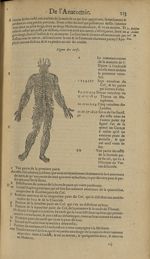 Figure des nerfs obliques - Les Oeuvres d'Ambroise Paré,...divisees en trente livres. Avec les figur [...]