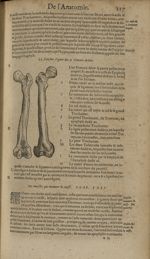 La sixiesme figure des os femoris dextre - Les Oeuvres d'Ambroise Paré,...divisees en trente livres. [...]