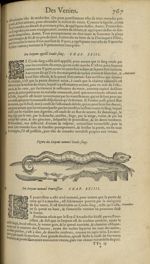 Figure du serpent nommé coule-sang - Les Oeuvres d'Ambroise Paré,...divisees en trente livres. Avec  [...]