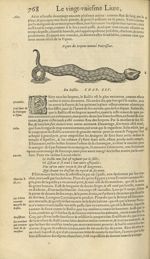Figure du serpent nommé pourrisseur - Les Oeuvres d'Ambroise Paré,...divisees en trente livres. Avec [...]