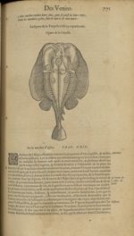 Figure de la torpille - Les Oeuvres d'Ambroise Paré,...divisees en trente livres. Avec les figures & [...]