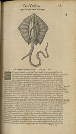 Figure du poisson nommé pastenaque - Les Oeuvres d'Ambroise Paré,...divisees en trente livres. Avec  [...]