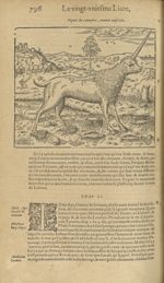 Figure du camphur, animal amphibie - Les Oeuvres d'Ambroise Paré,...divisees en trente livres. Avec  [...]