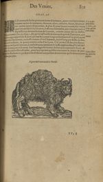 Figure du taureau de la Floride - Les Oeuvres d'Ambroise Paré,...divisees en trente livres. Avec les [...]