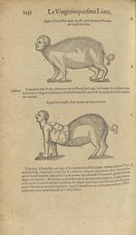 Figure d'un cochon ayant la teste,  pieds & mains d'homme, & le reste de cochon / Figure d'un monstr [...]