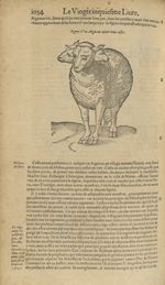 Figure d'un aigneau ayant trois testes - Les Oeuvres d'Ambroise Paré,...divisees en trente livres. A [...]