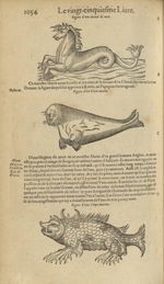 Figure d'un cheual de mer / Figure d'un veau marin / Figure d'une truye marine - Les Oeuvres d'Ambro [...]