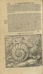 Figure du limaçon de la mer Sarmatique - Les Oeuvres d'Ambroise Paré,...divisees en trente livres. A [...]