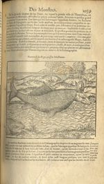 Pourtraict du hoga, poisson monstrueux - Les Oeuvres d'Ambroise Paré,...divisees en trente livres. A [...]