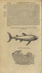 La figure de la lamie ... / Pourtraict du poisson dit nauticus - Les Oeuvres d'Ambroise Paré,...divi [...]