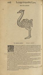 Figure d'une austruche - Les Oeuvres d'Ambroise Paré,...divisees en trente livres. Avec les figures  [...]