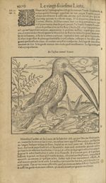 De l'oyseau nommé toucan - Les Oeuvres d'Ambroise Paré,...divisees en trente livres. Avec les figure [...]
