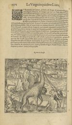 Figure du giraffe - Les Oeuvres d'Ambroise Paré,...divisees en trente livres. Avec les figures & pou [...]
