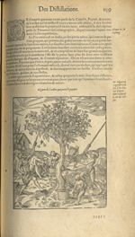 Figure de l'arbre qui porte le poyure - Les Oeuvres d'Ambroise Paré,...divisees en trente livres. Av [...]
