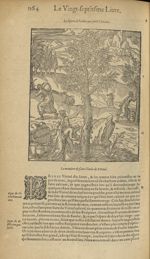 Figure de l'arbre qui porte l'encens - Les Oeuvres d'Ambroise Paré,...divisees en trente livres. Ave [...]