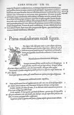 Prima musculorum oculi figura - De dissectione partium corporis humani libri tres, à Carolo Stephano [...]