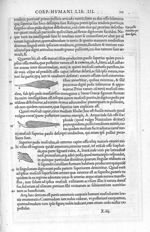 Musculi tibiae interni - De dissectione partium corporis humani libri tres, à Carolo Stephano, docto [...]
