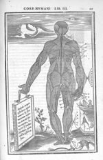 Musculi corporis posteriores - De dissectione partium corporis humani libri tres, à Carolo Stephano, [...]