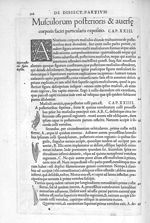 Musculi cervicis - De dissectione partium corporis humani libri tres, à Carolo Stephano, doctore Med [...]