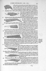 Musculi femorum aut crurum externi - De dissectione partium corporis humani libri tres, à Carolo Ste [...]