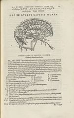 Decimiquarti capitis figura [Vaisseaux sanguins du cerveau] - Andreae Vesalii,... de Humani corporis [...]