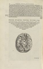 Prior duarum figura novem subsequentibus capitibus communium [Cerveau] - Andreae Vesalii,... de Huma [...]