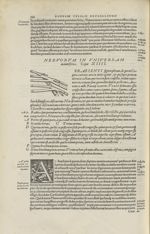 [Nerfs de la main] - Andreae Vesalii,... de Humani corporis fabrica libri septem... 