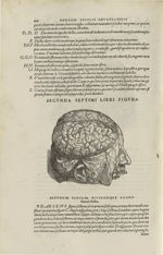 Secunda septimi libri figura [Cerveau] - Andreae Vesalii,... de Humani corporis fabrica libri septem [...]