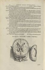 Quarta septimi libri figura [Cerveau] - Andreae Vesalii,... de Humani corporis fabrica libri septem. [...]