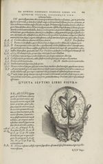 Quinta septimi libri figura [Cerveau] - Andreae Vesalii,... de Humani corporis fabrica libri septem. [...]