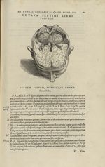 Octava septimi libri figura [Cerveau] - Andreae Vesalii,... de Humani corporis fabrica libri septem. [...]