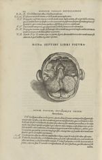 Nona septimi libri figura [Cerveau] - Andreae Vesalii,... de Humani corporis fabrica libri septem... [...]