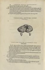 Undecima septimi libri figura [Cervelet] - Andreae Vesalii,... de Humani corporis fabrica libri sept [...]