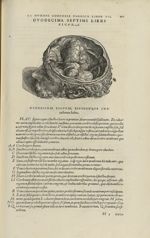 Duodecima septimi libri figura [Crâne, cerveau retiré] - Andreae Vesalii,... de Humani corporis fabr [...]