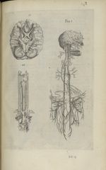 [Planche qui montre « les nerfs sortans du cerveau ».] Fig. I / Fig. II / Fig. III [ : « les nerfs r [...]