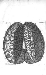 Tabula III. Cerebri & cerebelli humani partes superiores, piâ tantùm meninge obductas, & tùm venis,  [...]