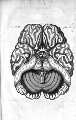 Tabula IV. Cerebri humani cranio exempti basim cum vasorum abscissorum radicibus exhibet - Raymundi  [...]