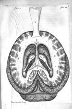 Tabula VI. Cerebrum humanum per superiora dissectum repraesentat - Raymundi Vieussens doctoris medic [...]