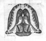 Tabula VII. Cerebrum humanum per superiora dissectum, & fornicem sic vulgò dictum, unà cum binis ple [...]